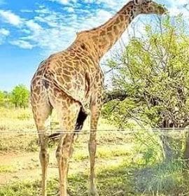 Wildlife Safari