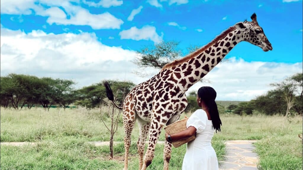 African Safari