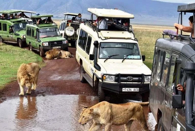 Safari Tanzania