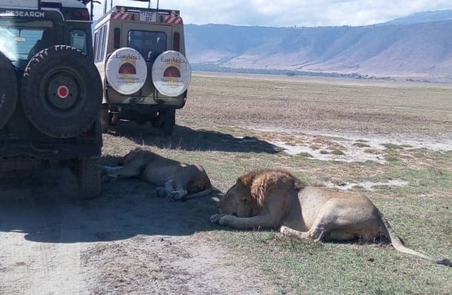 Safari Africa