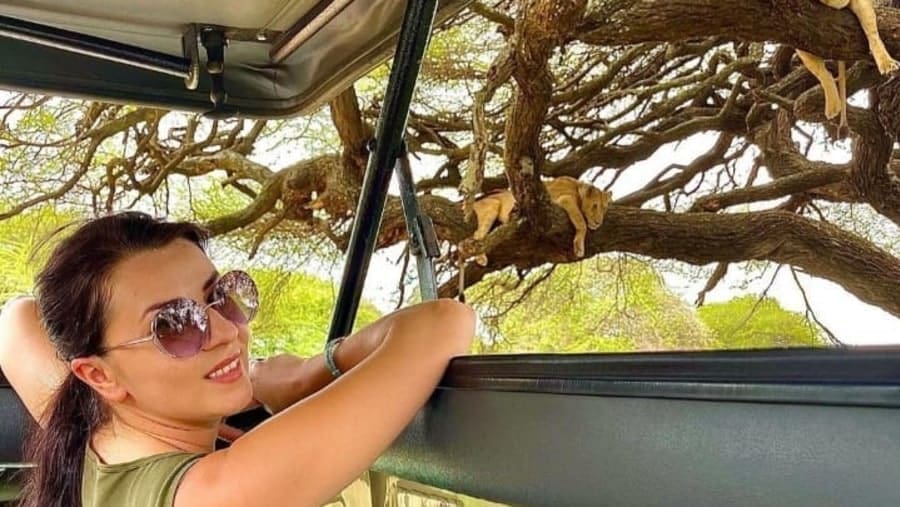 Lion Safari Travel Africa