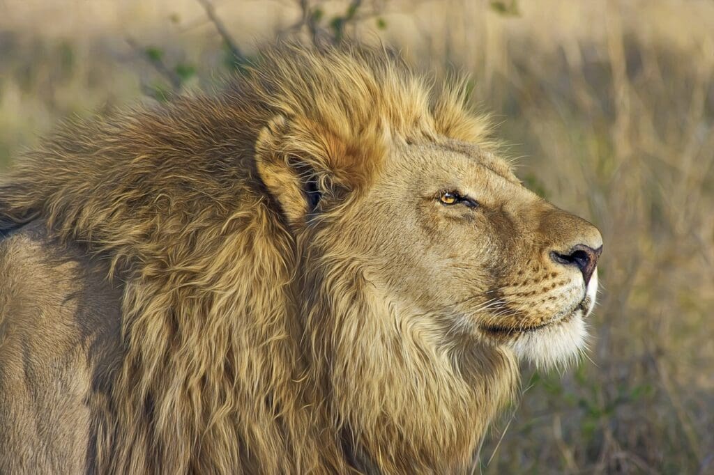 Lion Safari Travel Africa